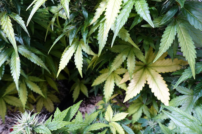 Growreport Bild 17