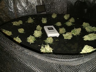 Growreport Bild 49