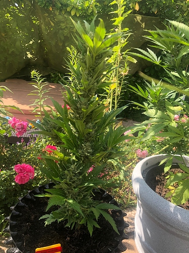 Growreport Bild 3