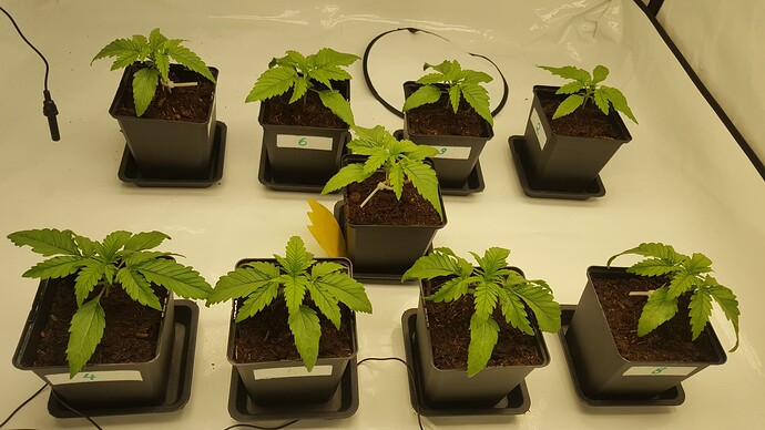 Growreport Bild 4
