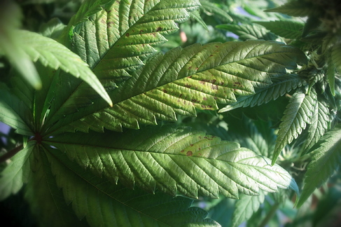 Growreport Bild 15
