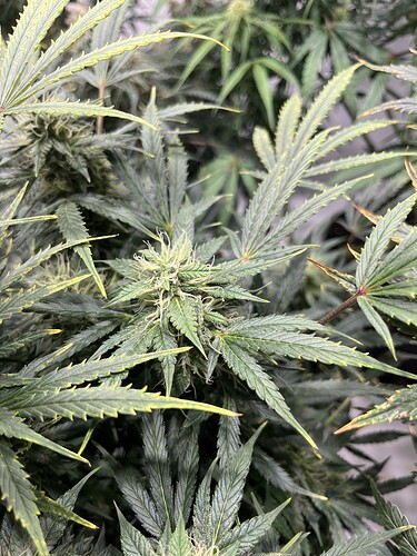 Growreport Bild 11