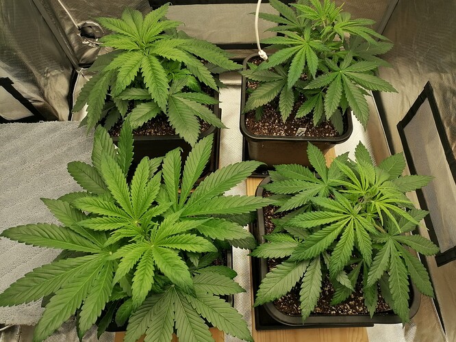 Growreport Bild 6