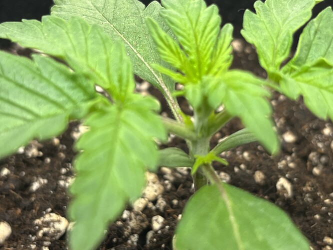 Growreport Bild 46