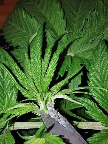 Growreport Bild 1