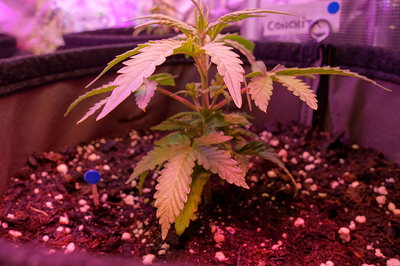 Ein junger Cannabissämling in einem Stofftopf, beleuchtet von violettem Licht. Die Pflanze hat mehrere Blattpaare und ist etwa 10-15 cm hoch. Im Hintergrund sind weitere Pflanzen und Grow-Ausrüstung zu sehen.