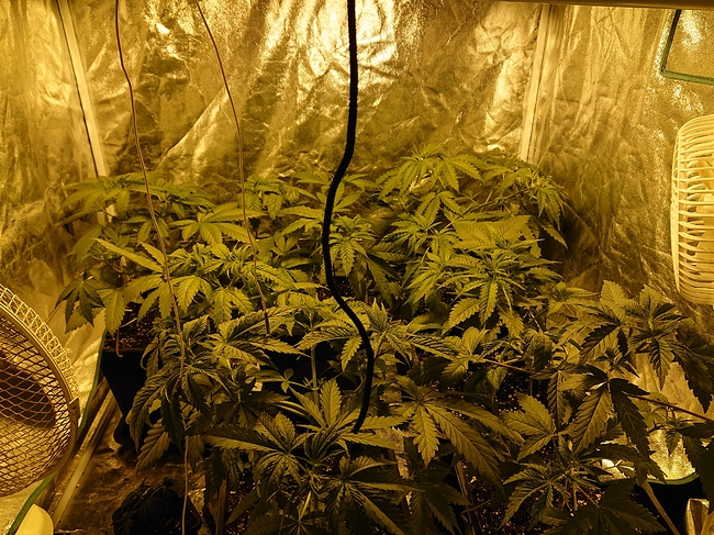 Growreport Bild 6