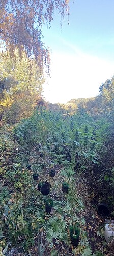Growreport Bild 1