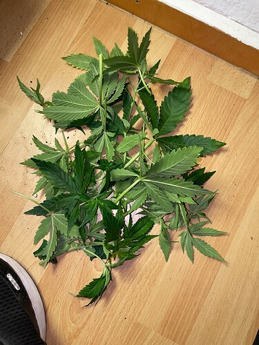Growreport Bild 21