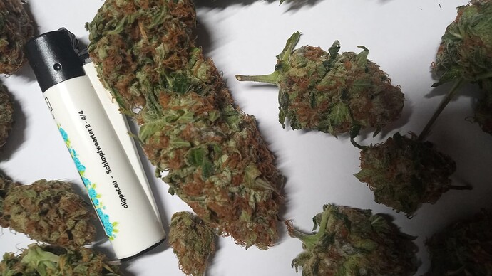 Growreport Bild 1