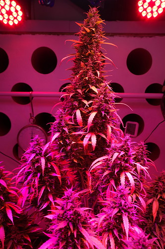 Growreport Bild 8