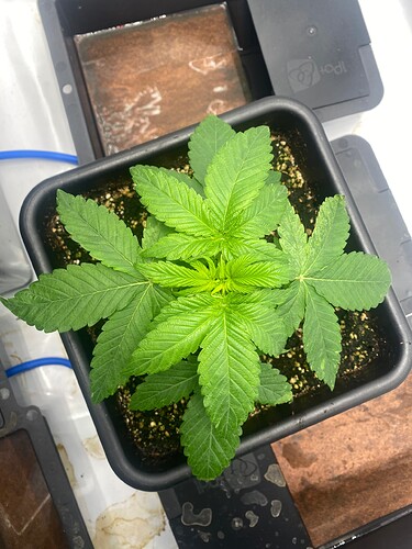Growreport Bild 16