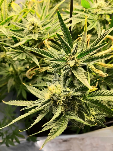 Growreport Bild 3
