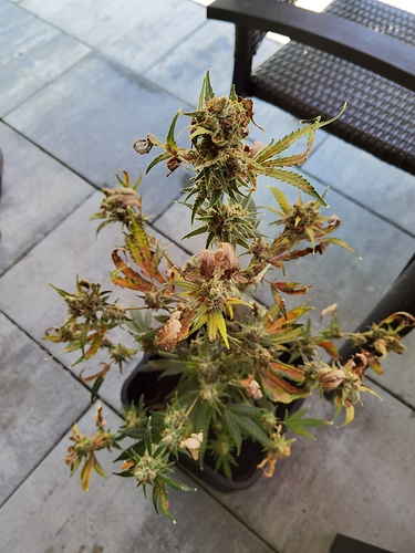 Growreport Bild 1