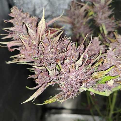 Growreport Bild 13