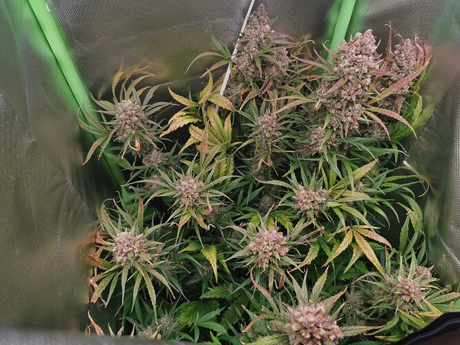 Growreport Bild 2