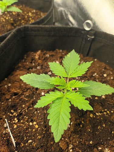 Growreport Bild 28