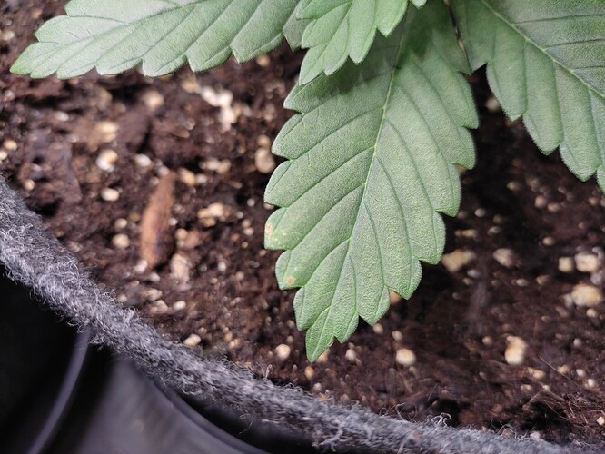 Growreport Bild 16