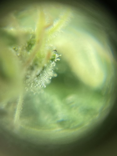Growreport Bild 61