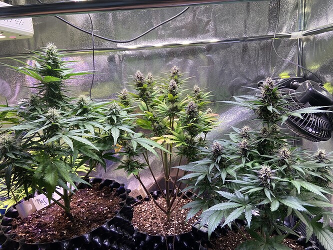 Growreport Bild 1