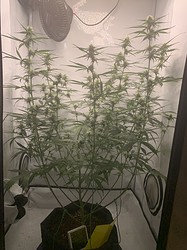 Growreport Bild 8