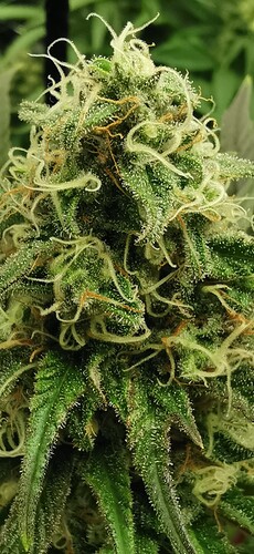 Growreport Bild 2