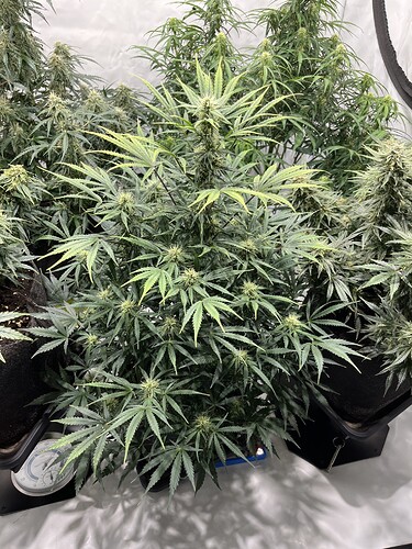 Growreport Bild 7