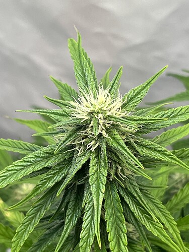 Growreport Bild 11