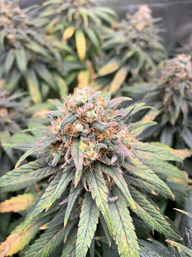 Growreport Bild 20