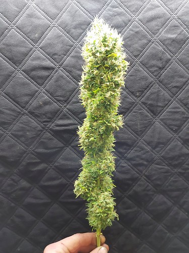 Growreport Bild 23
