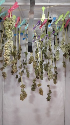 Growreport Bild 15