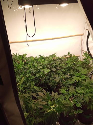 Growreport Bild 31