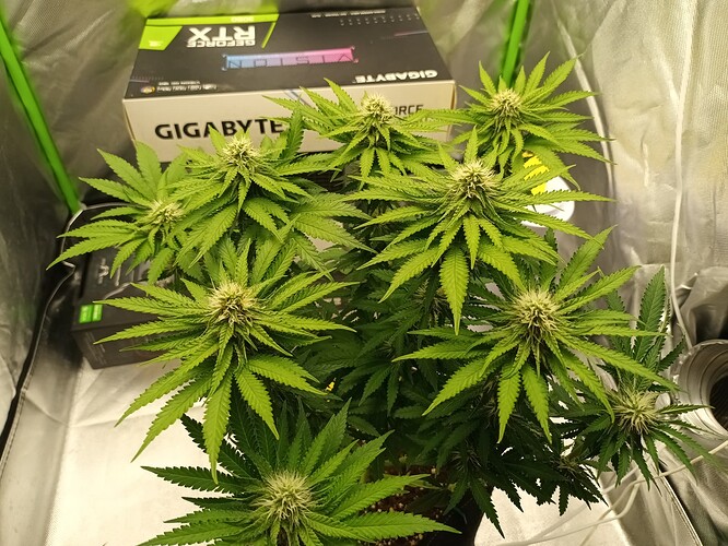 Growreport Bild 11