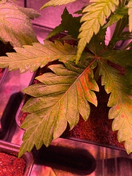 Growreport Bild 1