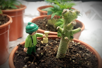 Growreport Bild 7