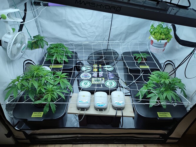 Growreport Bild 41