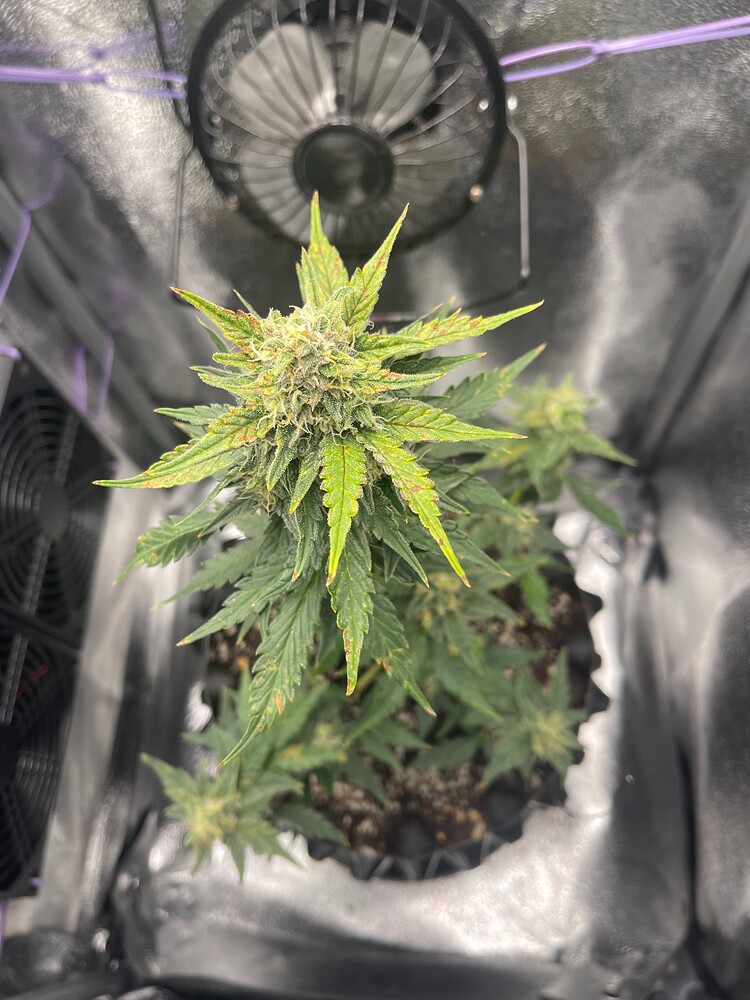 Ein Auto brauch auch Diesel // Grow2.0 // Ein Schuss ein Treffer?