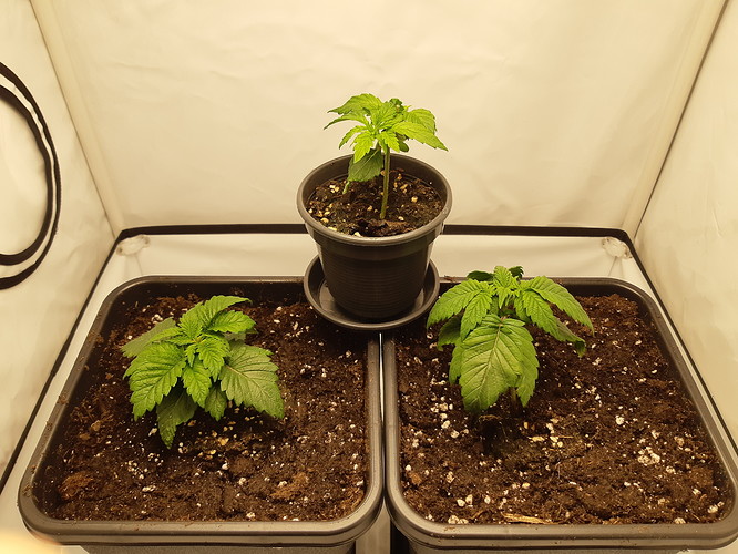 Growreport Bild 10
