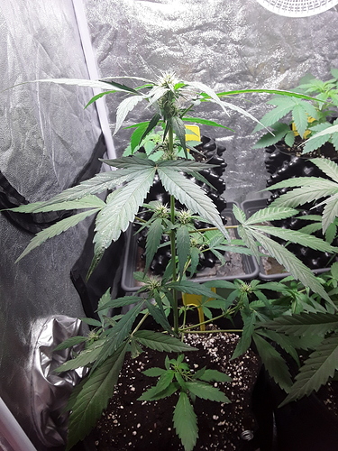 Growreport Bild 8