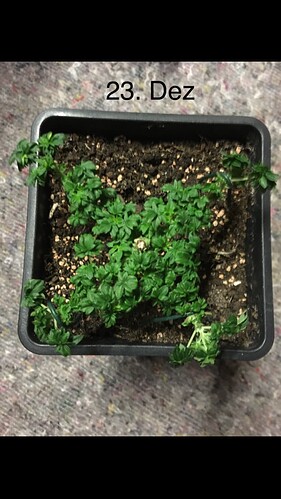 Growreport Bild 3