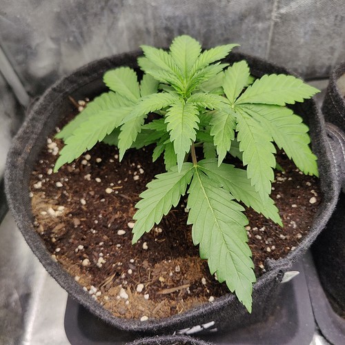 Growreport Bild 12