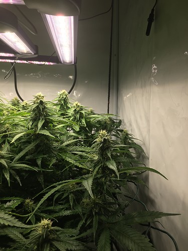 Growreport Bild 4