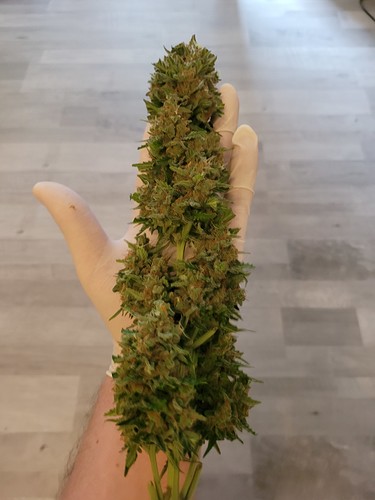 Growreport Bild 2