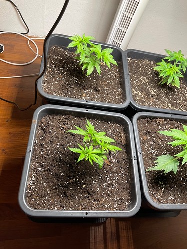 Growreport Bild 32