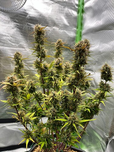 Growreport Bild 5
