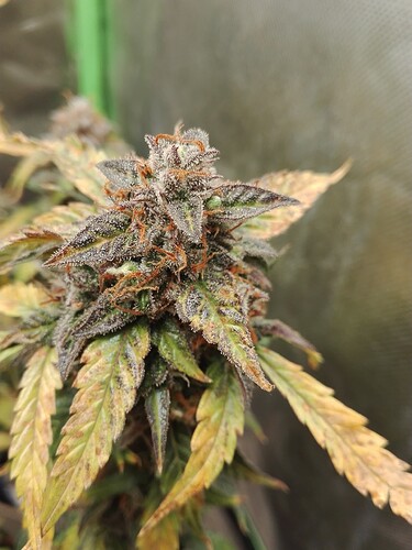 Growreport Bild 4