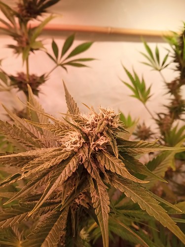 Growreport Bild 41
