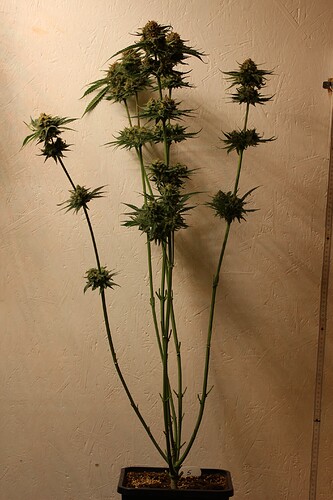 Growreport Bild 3