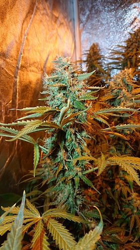 Growreport Bild 2