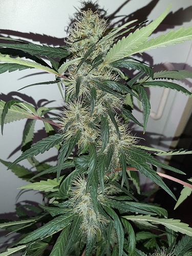 Growreport Bild 6